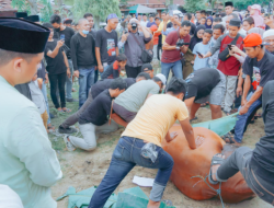 Bobby Nasution Kurban 2 Ekor Sapi di Rumah Kolaborasi, Bobot Hampir 1 Ton
