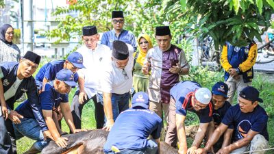 Rayakan Idul Adha 1444 H, DPW NasDem Sumut Sembelih 3 Ekor Sapi