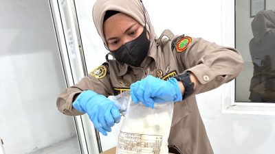 Miliki Banyak Manfaat, Lobak Sumut Rutin Diekspor ke Jepang